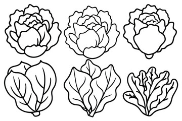 Lettuce Care and Maintenance for Thriving Plants