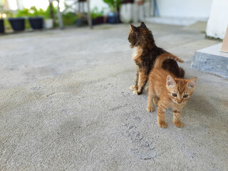 Cute Kitten and Mother Cat on Concrete Floor