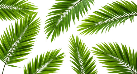 Fototapeta premium A pattern of several green palm fronds scattered across a black background in a repeating arrangement