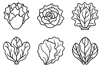 Lettuce Nutritional Value and Delicious Salad Ideas