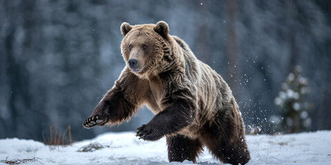 Fototapeta premium Brown bear in winter snow forest wildlife animal nature photography stock image wild bear animal photo