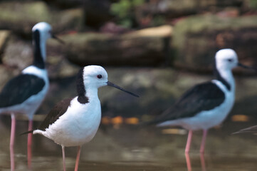 Obraz premium A group of pied stilt (Himantopus leucocephalus), also known as the white-headed stilt, is a shorebird in the familyRecurvirostridae. It is widely distributed with a large total population size