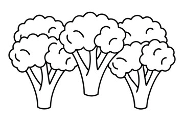 Broccoli Helps In Maintaining A Balanced Diet