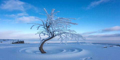 Winter landscape photography: snow covered tree against blue sky scenic view landscape photography