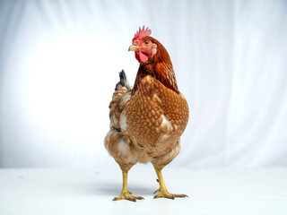 Isolated brown chicken hen standing on white background poultry farm animal agriculture stock photo image