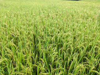 A close-up view shows lush green and pale yellow rice plants, their grains plump and full. The textured stalks fill the foreground, with a softly blurred field of rice stretching out.