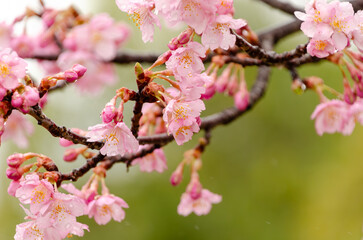 雨に濡れる河津桜の花
