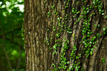 木に生えるマメヅタ