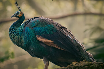 The green peafowl standing on a rock (Pavo muticus) or Indonesian peafowl is a peafowl species native to the tropical forests of Southeast Asia and Indochina.