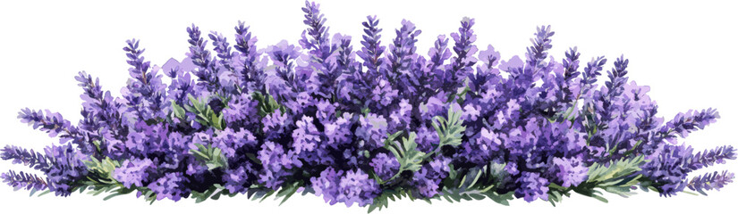 Obraz premium Lavender flower bush vector graphic cutout illustration