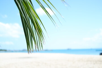 a tranquil beach scene with a close-up focus on green palm fronds hanging gently in the foreground