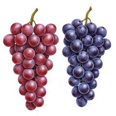 Fototapeta premium A fresh bunch of ripe red grapes, a healthy fruit, is isolated on white