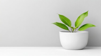 A green potted plant with broad leaves sitting on a white surface against a minimalist grey background, and modern interior decor concept.