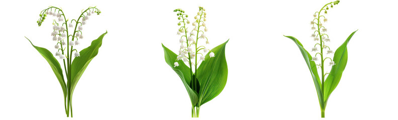 Obraz premium Lily of the Valley flower front view full length isolate on transparency background