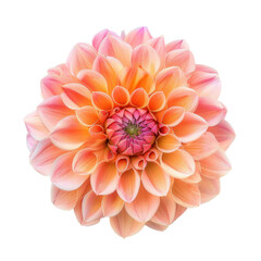Dahlia flower top view full length isolate on transparency background