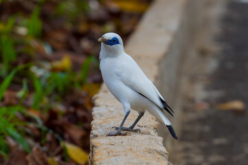 The Bali myna (Leucopsar rothschildi), also known as Rothschild's mynah, Bali starling, or Bali mynah, locally known as jalak Bali