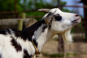 Goat