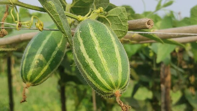 Beds have been made on the new parwal cultivation land and parwal trees are slowly rising to the top. pointed gourd plant, pointed gourd, pointed gourd tree in india,	