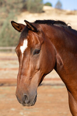 Obraz premium Beautiful bay horse with a kind expresson