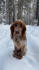 spaniel dog in winter in the snow