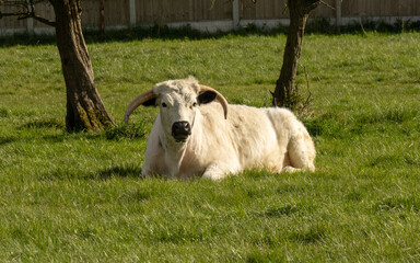 White park bull at rest on a sunny day. England. Rare breed.