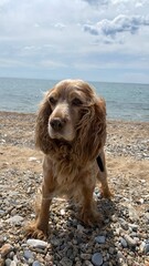 spaniel dog on holiday at the seaside