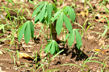 Close-up of a young cassava (Manihot esculenta) plant growing in fertile soil