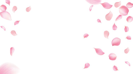Rose petals or sakura flying petals, romantic background with realistic pink cherry flower petals flow or falling motion. Love, romance, floral spring season,cherry blossom
