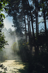 Obraz premium Panoramic of evergreen forest in morning fog smoke. Atmospheric deep shadow dreamlike summer landscape. Sun rays mysterious background. Nature fairytale