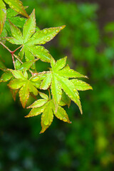 紅葉の新緑の葉