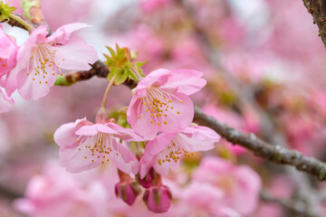 春に咲く淡いピンクの桜の花