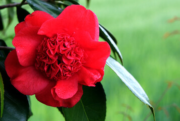 真っ赤なツバキの花