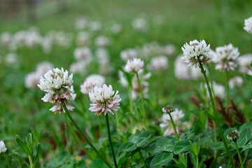 道端のシロツメグサ