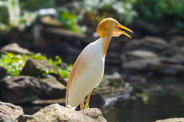 Storks are large, long-legged, long-necked wading birds with long, stout bills. They belong to the family Ciconiidae, and make up the order Ciconiiformes