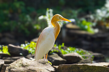 Storks are large, long-legged, long-necked wading birds with long, stout bills. They belong to the family Ciconiidae, and make up the order Ciconiiformes