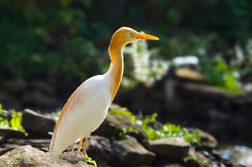 Storks are large, long-legged, long-necked wading birds with long, stout bills. They belong to the family Ciconiidae, and make up the order Ciconiiformes