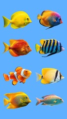 Fototapeta premium Colorful sea fish design element set