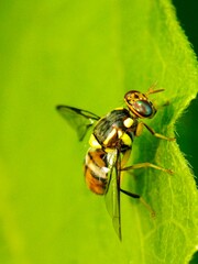 This image likely shows a fruit fly from the Bactrocera genus, potentially Bactrocera dorsalis (Oriental fruit fly) or Bactrocera cucurbitae (Melon fly)