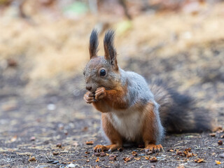 Squirrel in autumn hides nuts on the green grass with fallen yellow leaves