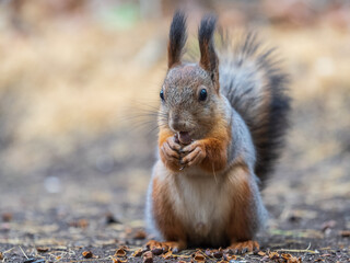 Squirrel in autumn hides nuts on the green grass with fallen yellow leaves