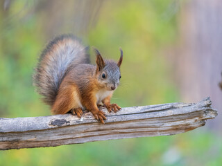 Squirrel sits on a branch in Autumn park