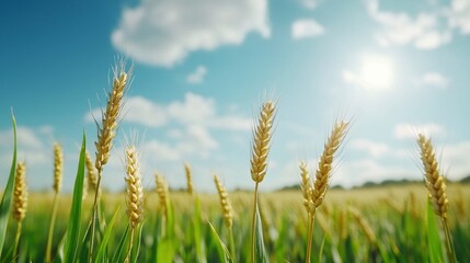 Fototapeta premium Golden Wheat Field under Sky