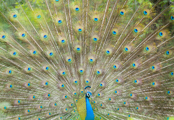 Obraz premium Indian Male Peacock