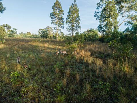 Aerial landscape view of kangaroos together in rural paddock with grass and trees