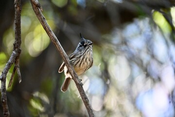 Cachudito (Anairetes parulus) en su hábitat natural en Chile
