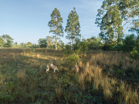 three kangaroos together in rural country paddock with grass and trees