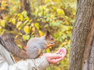 A squirrel in the autumn eats nuts from a human hand. Eurasian red squirrel, Sciurus vulgaris