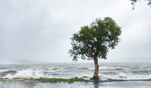 Native paperbark tree on shore of bay with wind whipping up waves during rain storm