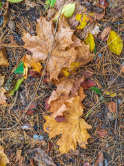 Orange and yellow fallen leaves in the sunlight.