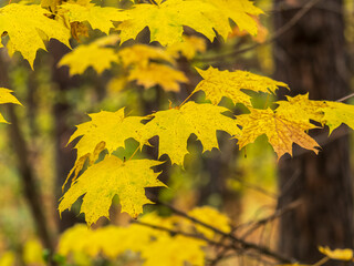 Maple branches with yellow leaves in autumn, in the light of sunset.